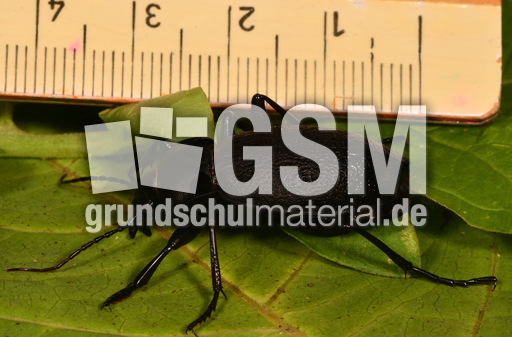 Lederlaufkäfer (1).jpg